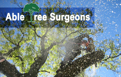 image -Tree Surgeons in Kirklees